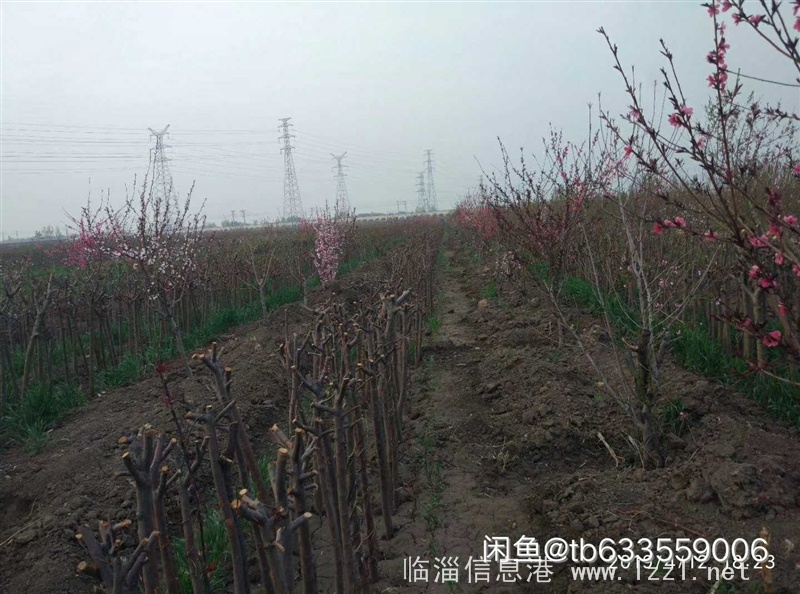 出售桃樹、海棠樹